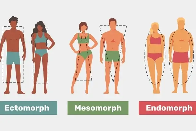 What is my body type? 3 main body types.